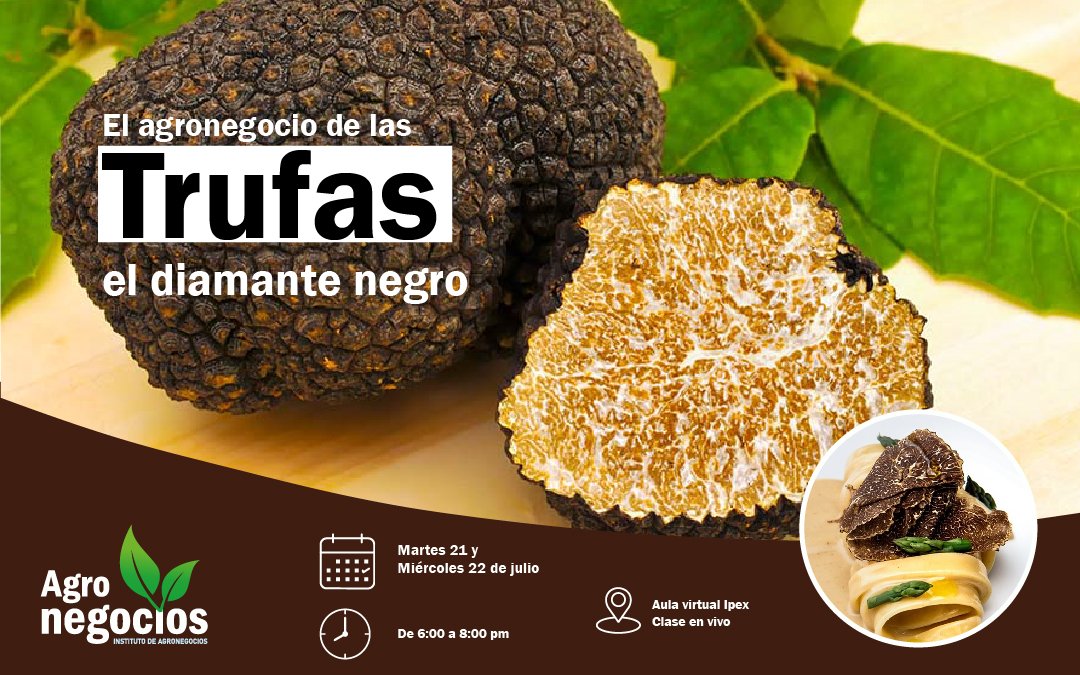 Agronegocios de las Trufas | Instituto Peruano Exportadores